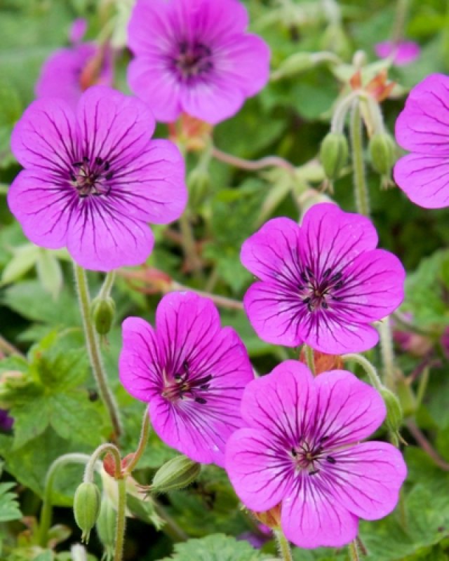 De beste langbloeiende geraniums voor border en pot