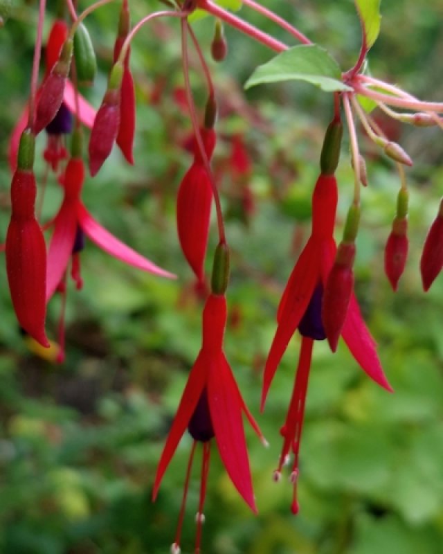 De comeback van de fuchsia: 7 winterharde soorten die lang bloeien
