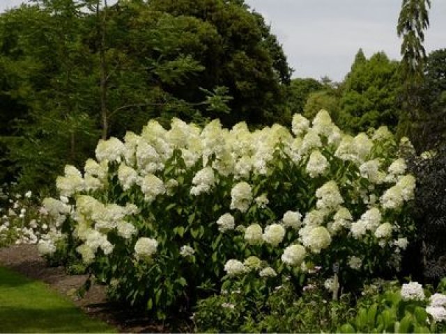 De pluimhortensia: 7 betrouwbare soorten voor elke tuin
