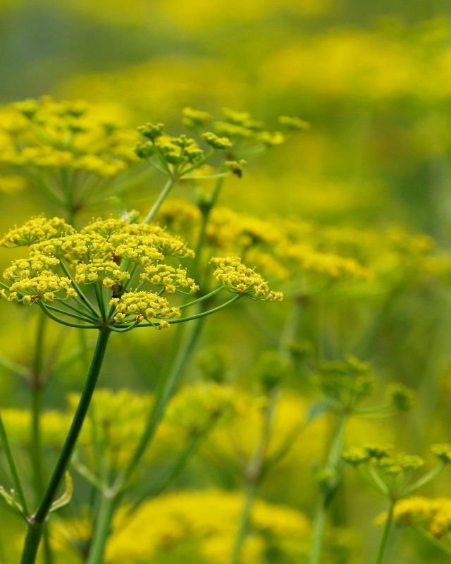 Koudekiemers zaaien in de winter: zo werkt het