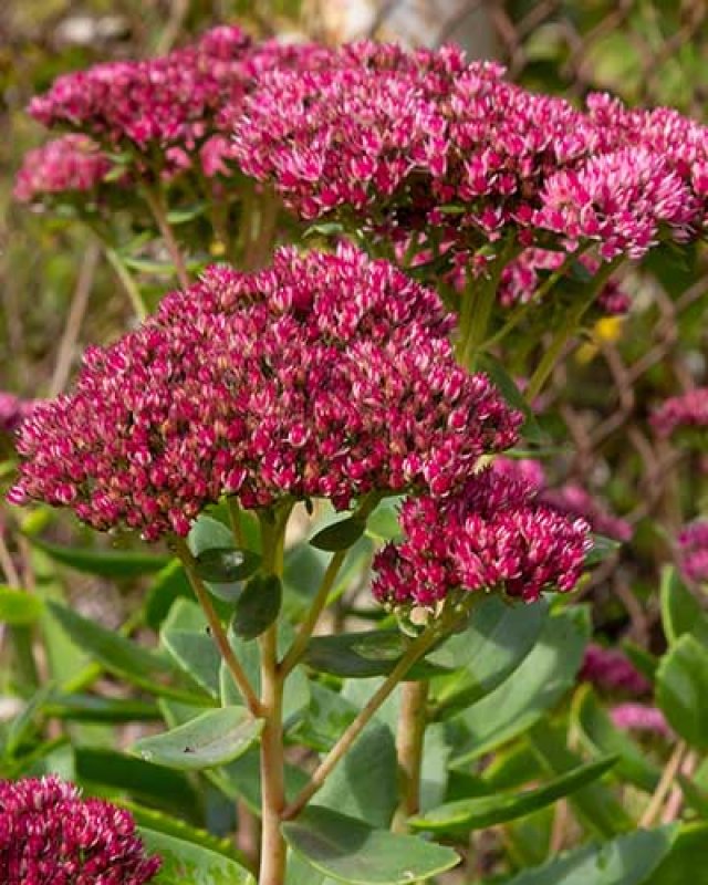 Slakken in de tuin? Kies voor planten die ze liever links laten liggen