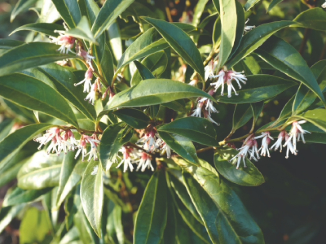 Met deze 7 planten zorg je voor een kleurrijke wintertuin