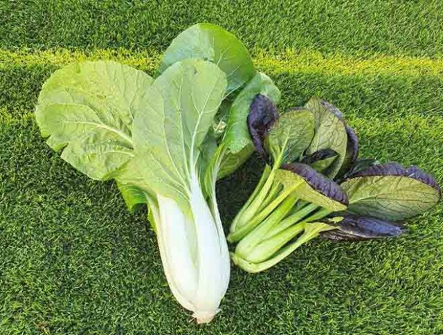 Zelf Aziatische groenten kweken en zaden bestellen