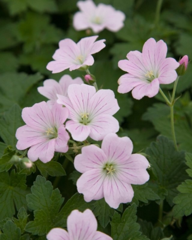 De beste langbloeiende geraniums voor border en pot