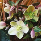 Helleborus opfrissen