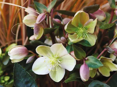 Helleborus opfrissen