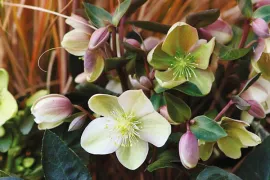 Helleborus opfrissen