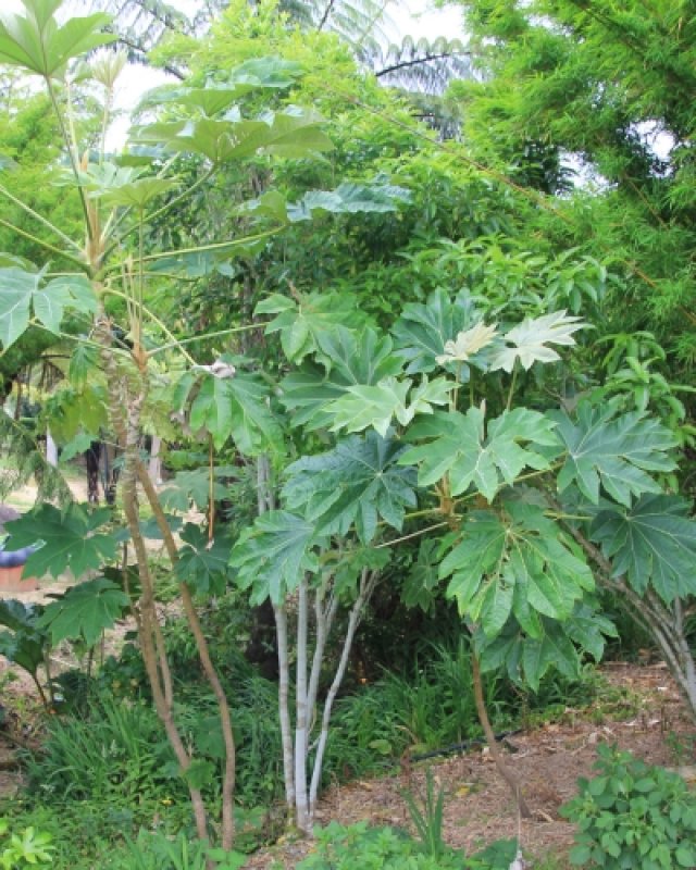 De beste winterharde jungleplanten voor je tuin