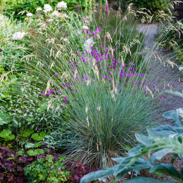 De beste planten voor je dakterras