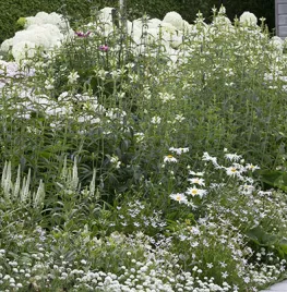 Beplantingsplan voor een witte border