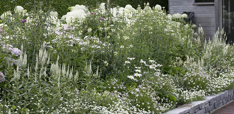 Beplantingsplan voor een witte border