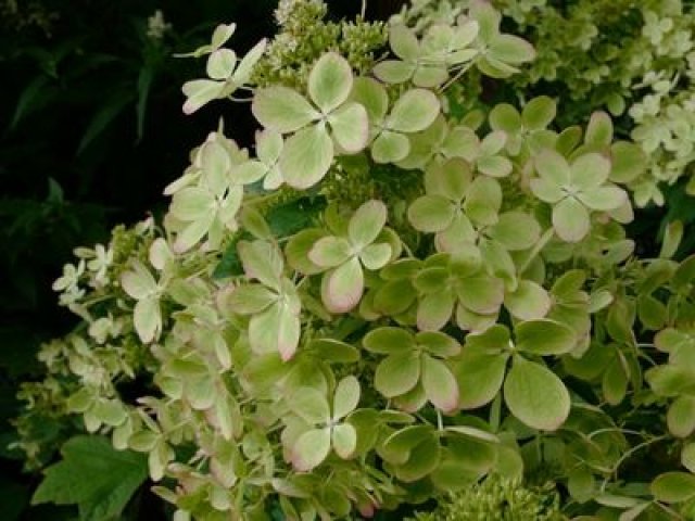 De pluimhortensia: 7 betrouwbare soorten voor elke tuin