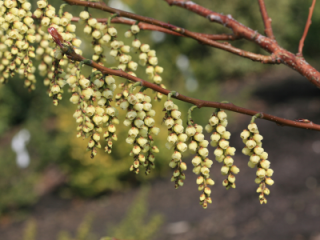 Met deze 7 planten zorg je voor een kleurrijke wintertuin