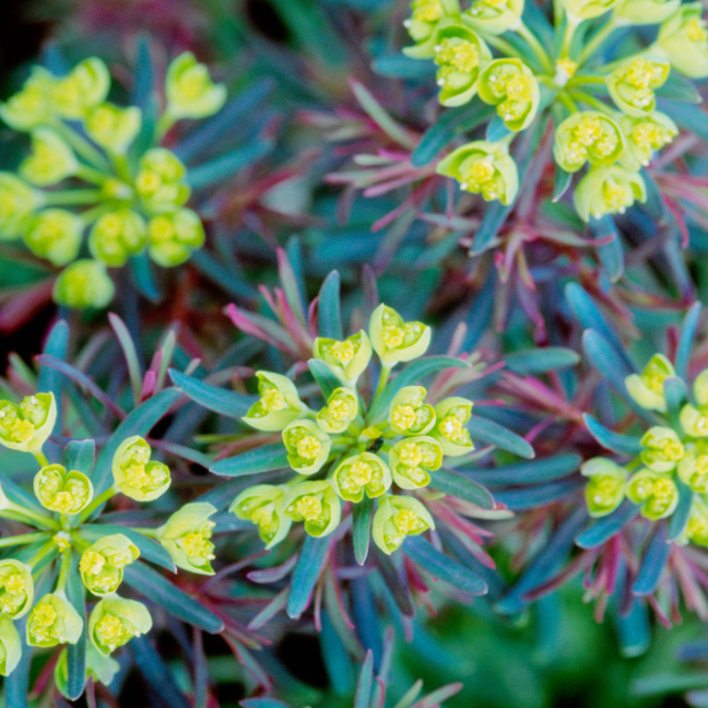 De beste planten voor je dakterras