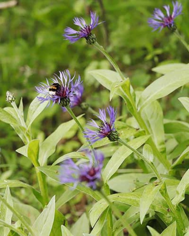 Slakken in de tuin? Kies voor planten die ze liever links laten liggen