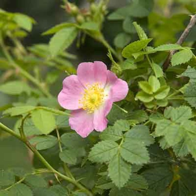 De beste heggen voor biodiversiteit