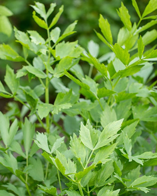 De beste planten voor een kleine eetbare bostuin