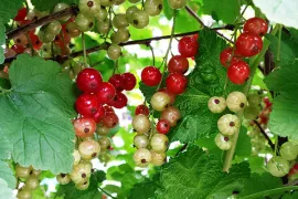 Aalbes kweken in een pot