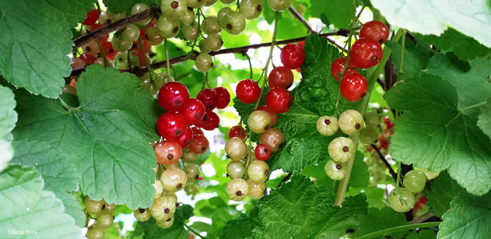Afbeelding Aalbes kweken in een pot