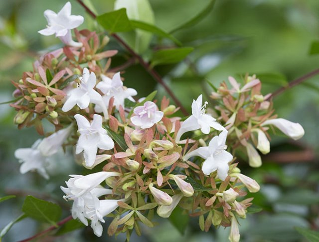 10 rijkbloeiende struiken die je tuin structuur geven