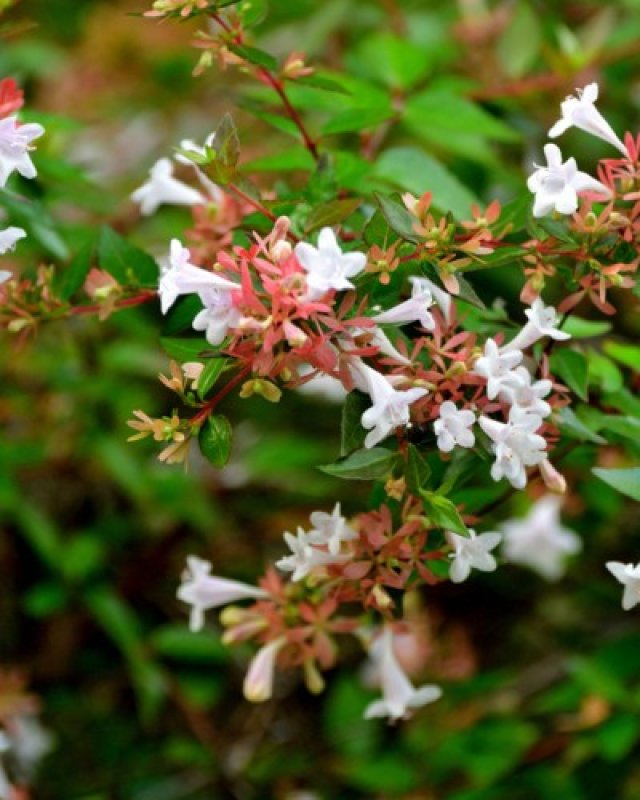 De beste solitaire struiken