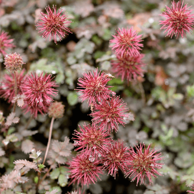 De 8 beste planten voor je dakterras