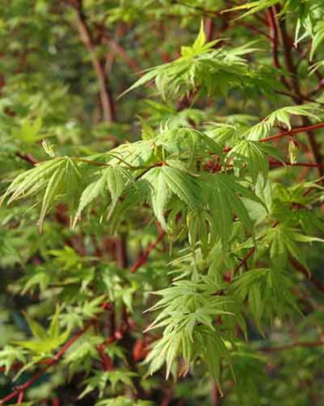 De 8 beste bladplanten voor een sfeervolle (schaduw)tuin