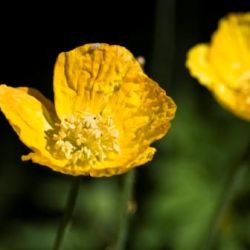 Op bezoek bij de tuinen in Over-Betuwe Lingewaard