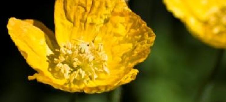 Op bezoek bij de tuinen in Over-Betuwe Lingewaard