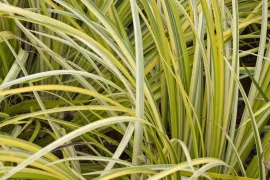 Acorus gramineus ‘Ogon’