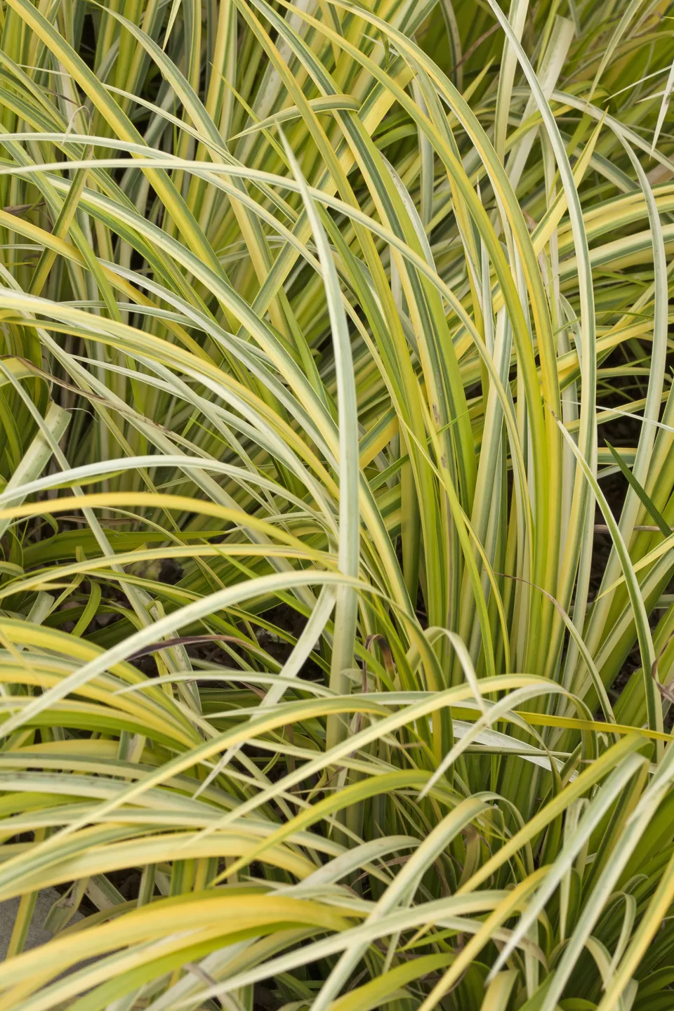 Afbeelding Acorus gramineus ‘Ogon’
