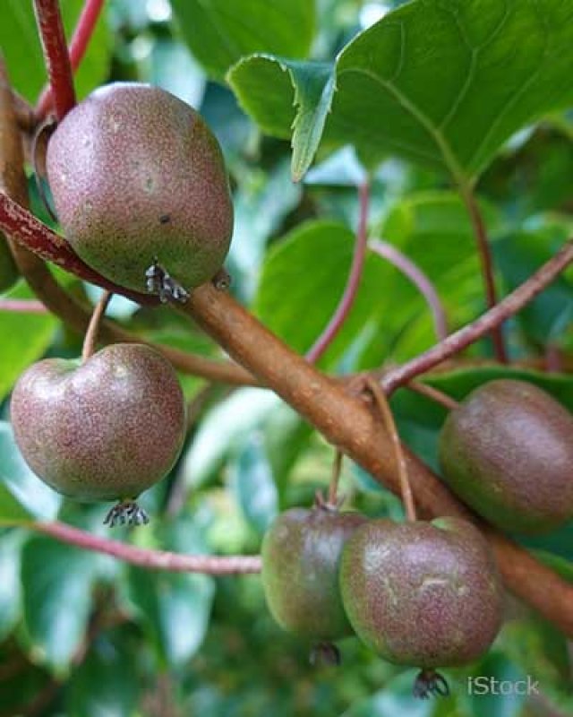 Knappe klimmers: de beste klim- en leiplanten voor elke tuin
