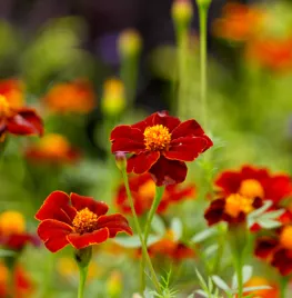 Zaad bestellen van afrikaantjes
