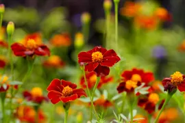 Zaad bestellen van afrikaantjes