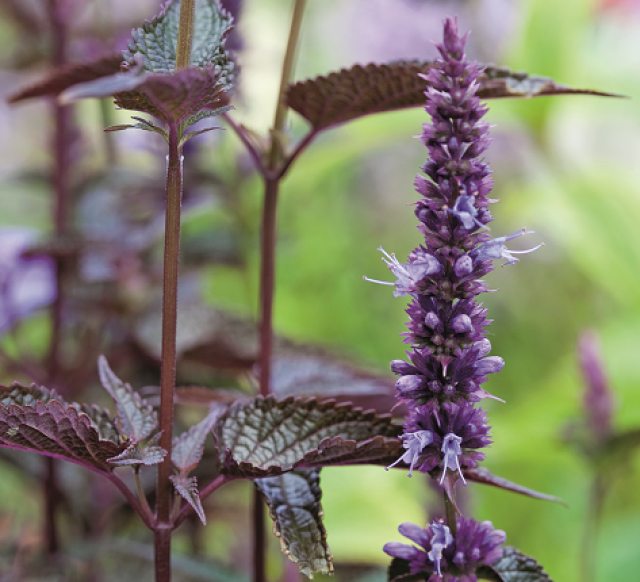 10 planten voor thee uit eigen tuin