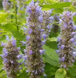 Hoe zaai ik dropplant (Agastache)?