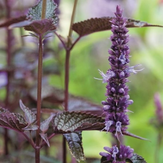 Zelf kruidenthee maken? 10 planten voor thee uit eigen tuin