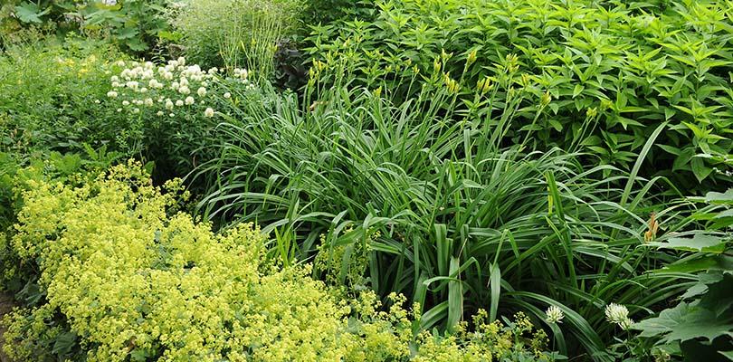 Planten voor een levende tuin