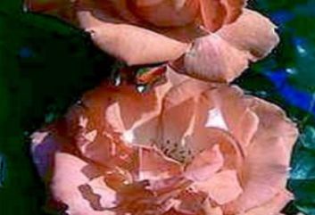 Lijst Excellence Rozen