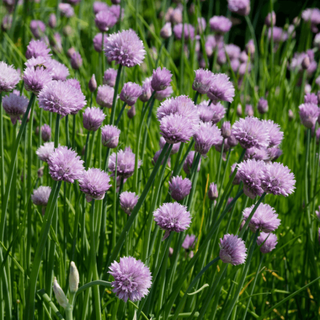 De 8 beste planten voor je dakterras