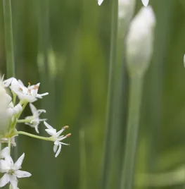 Allium tuberosum