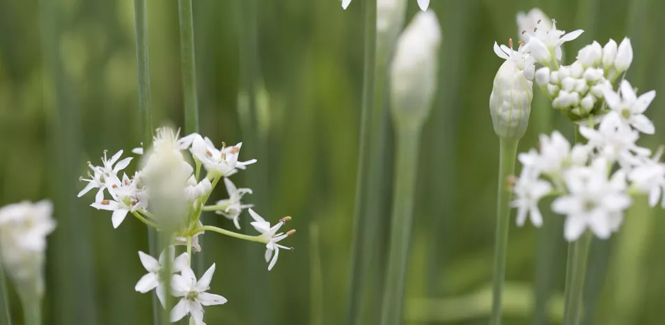 Afbeelding Allium tuberosum