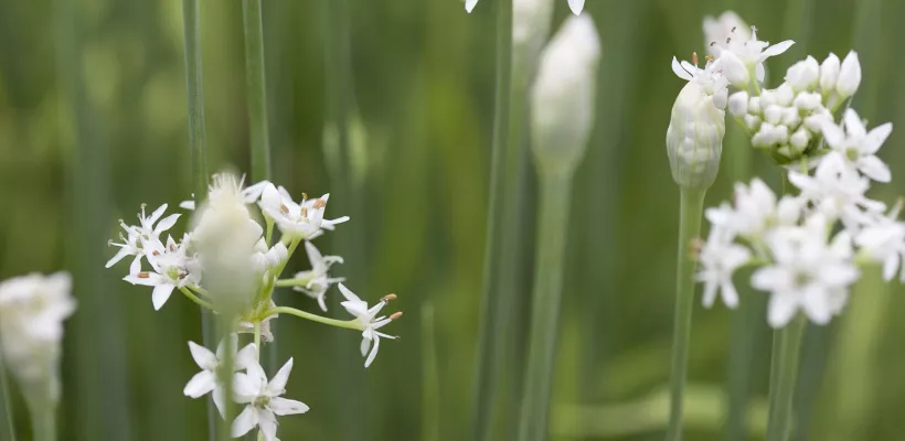 Allium tuberosum