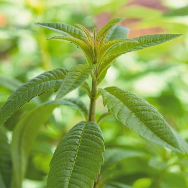 Zelf kruidenthee maken? 10 planten voor thee uit eigen tuin