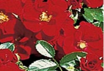 Lijst Excellence Rozen