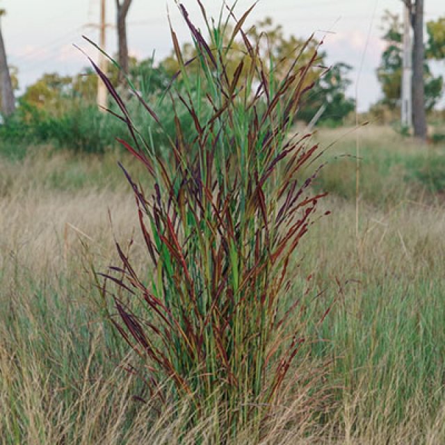 De beste droogteplanten