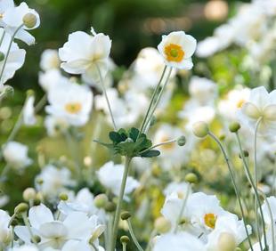 Planten voor een levende tuin