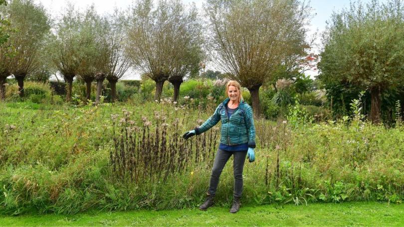Zelf een bloemenweide aanleggen: een feestje voor bijen en vlinders