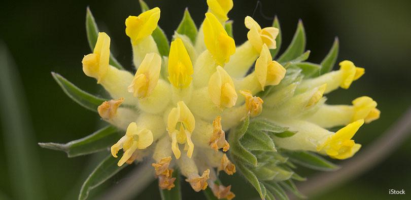 Inheemse klavertjes zaaien voor insecten