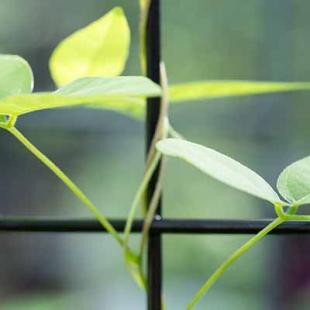 Zelf biologische Amerikaanse aardnoot kweken